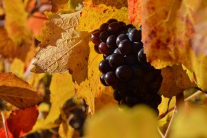 vineyard grape pinot noir meunier champagne tour fall colors vines