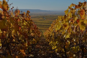 vineyard champagne vignoble montagne de reims epernay verzenay grand cru